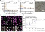 ATP4B Antibody in Immunohistochemistry (IHC)