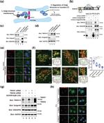 BLZF1 Antibody in Immunocytochemistry (ICC/IF)