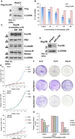 Aurora B Antibody in Western Blot (WB)