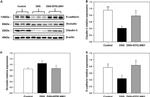 Claudin 3 Antibody in Western Blot (WB)