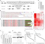 ALDH1A1 Antibody in Western Blot (WB)