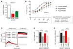 CD69 Antibody in Flow Cytometry (Flow)