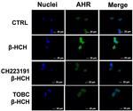 AHR Antibody in Immunocytochemistry (ICC/IF)