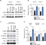 HMOX1 Antibody in Western Blot (WB)