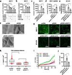 ZO-1 Antibody in Immunohistochemistry (IHC)