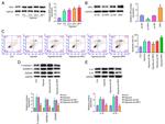 IL-18 Antibody in Western Blot (WB)