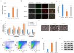 CHOP Antibody in Western Blot (WB)