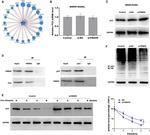 FBXO9 Antibody in Western Blot, Immunoprecipitation (WB, IP)