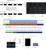 RPE65 Antibody in Western Blot (WB)