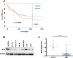 WTIP Antibody in Western Blot (WB)