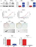 WTIP Antibody in Western Blot (WB)