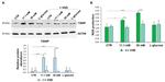 TXNIP Antibody in Western Blot (WB)