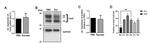 Phospho-Connexin 43 (Ser368) Antibody in Western Blot (WB)