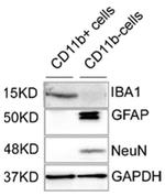 NeuN Antibody in Western Blot (WB)