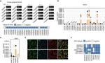 GNAT3 Antibody in Immunohistochemistry (IHC)