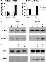 Phospho-IRE1 alpha (Ser724) Antibody in Western Blot (WB)