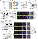 FADS2 Antibody in Western Blot (WB)