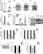 FUS Antibody in Western Blot, Immunoprecipitation (WB, IP)