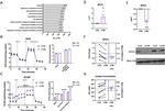 GPD1L Antibody in Western Blot (WB)