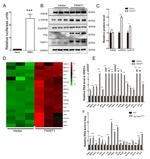 Cyclin D1 Antibody in Western Blot (WB)