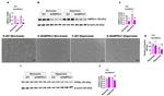 PCNA Antibody in Western Blot (WB)