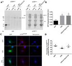 GFP Antibody in Western Blot (WB)