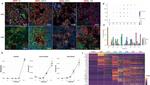 Dopamine Transporter Antibody in Immunohistochemistry (IHC)