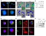 AHR Antibody in Immunoprecipitation (IP)