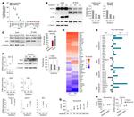 AHR Antibody in Western Blot (WB)