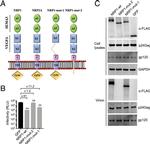 GAPDH Antibody in Western Blot (WB)