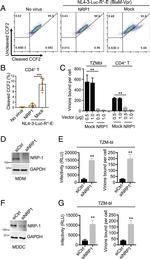 GAPDH Antibody in Western Blot (WB)