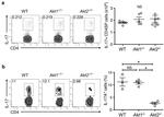 TCR beta Antibody in Flow Cytometry (Flow)