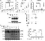 Calnexin Antibody in Western Blot (WB)