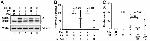 Calnexin Antibody in Western Blot (WB)