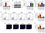 RAB3IP Antibody in Western Blot (WB)