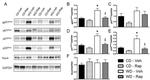 NOX4 Antibody in Western Blot (WB)