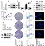 CIP2A Antibody in Western Blot (WB)