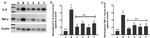 IL-6 Antibody in Western Blot (WB)