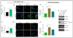 Vinculin Antibody in Western Blot (WB)