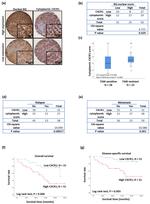 CXCR1 Antibody in Immunohistochemistry (IHC)