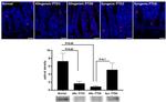 Chromogranin A Antibody in Western Blot, Immunohistochemistry (WB, IHC)