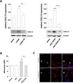 CXCL12 Antibody in Western Blot (WB)