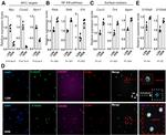 CXCR2 Antibody in Immunocytochemistry (ICC/IF)