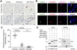 c-Myc Antibody in Western Blot, Immunoprecipitation (WB, IP)