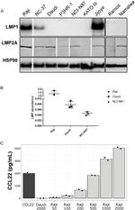 Epstein Barr Virus LMP2A Antibody in Western Blot (WB)