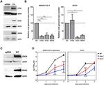 Cathepsin L Antibody in Western Blot (WB)