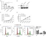 SOCS4 Antibody in Western Blot (WB)