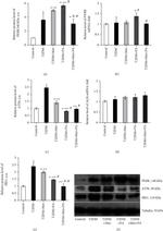 ATF6 Antibody in Western Blot (WB)