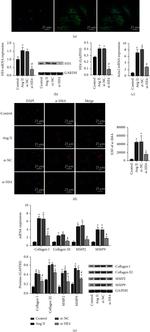 WFDC2 Antibody in Western Blot (WB)