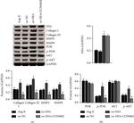 WFDC2 Antibody in Western Blot (WB)